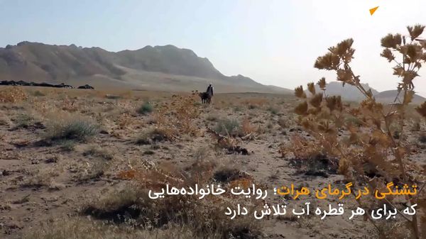 تشنگی در گرمای هرات؛ روایت تلاش برای هر قطره آب - اسپوتنیک افغانستان  