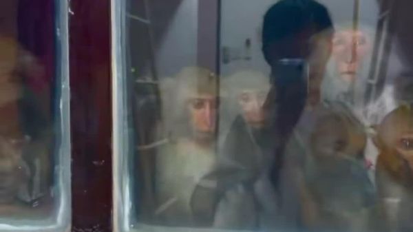 گروهی از میمونها به خوابگاه دانشجویان در تایوان داخل شدند - اسپوتنیک افغانستان  