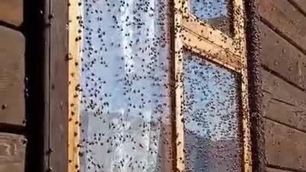 تصاویری تماشایی از هجوم حشرات - اسپوتنیک افغانستان  