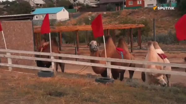 حضور یک خانوادهای کالمیک با شتر در شعبهی رأیگیری - اسپوتنیک افغانستان  