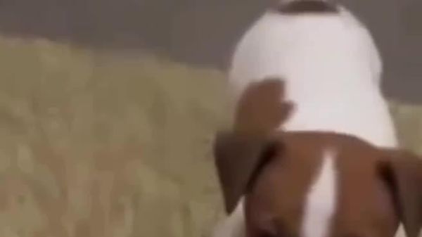 فداکاری قهرمانانه تولهسگی در جبهه که برای نجات جان سربازان خود را سپر کرد - اسپوتنیک افغانستان  