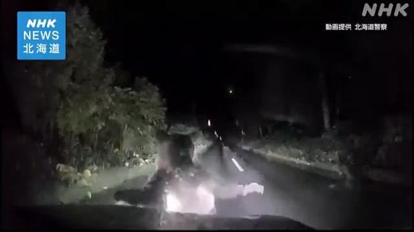 حمله خرس به موتر حین محافظت از چو چه اش در جاپان - اسپوتنیک افغانستان  