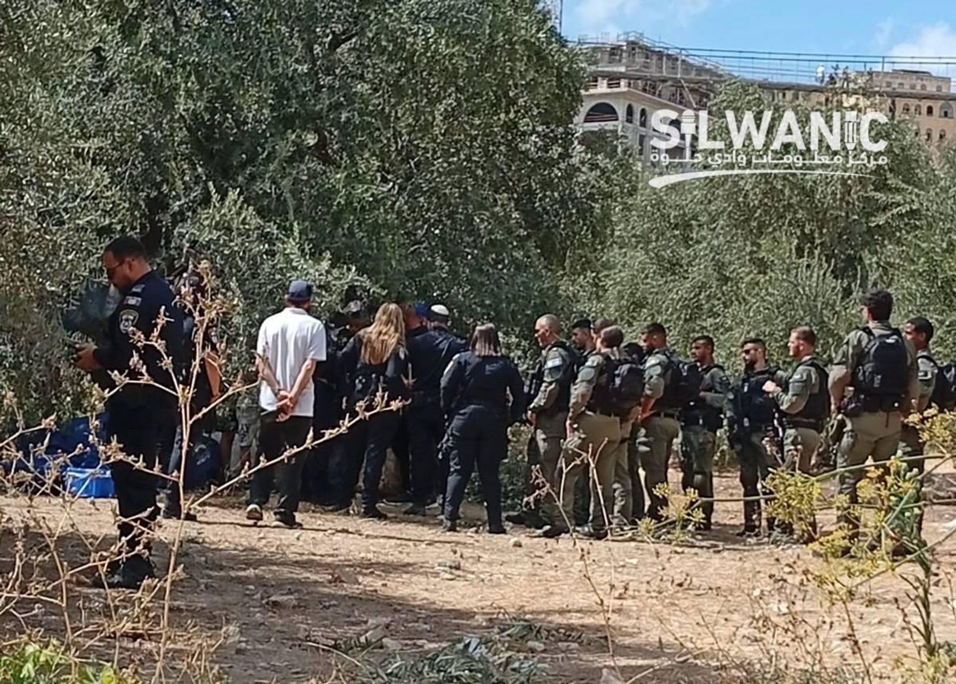 در آستانه انتخابات اسرائیل؛ فصل برداشت زیتون تنشها را در کرانه باختری تشدید کرد در آستانه انتخابات اسرائیل؛ فصل برداشت زیتون تنشها را در کرانه باختری تشدید کرد - اسپوتنیک افغانستان , 1920, 04.10.2026