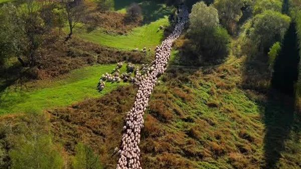 بازگشت تشریفاتی گوسفندان از چراگاههای کوهستانی در لهستان - اسپوتنیک افغانستان  