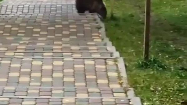 گیر افتادن یک چوچهخرس در حال دزدی از ظرف غذای سنجابها در پارکی در شهر نیاگان روسیه - اسپوتنیک افغانستان  