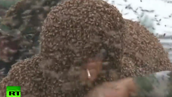 یک چینی با نشاندن یک میلیون زنبور بر روی خود رکورد جهانی جدید برقرار کرد - اسپوتنیک افغانستان  
