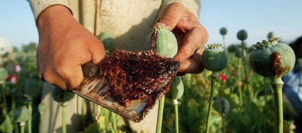 مقامات بدخشان؛ در تخریب مزارع خشخاش ناتوان اند - اسپوتنیک افغانستان  