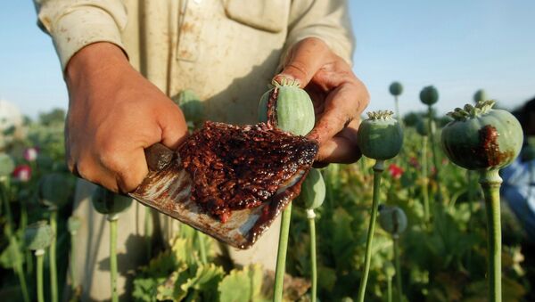 مقامات بدخشان؛ در تخریب مزارع خشخاش ناتوان اند - اسپوتنیک افغانستان  