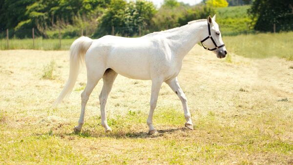 Белый конь - اسپوتنیک افغانستان  