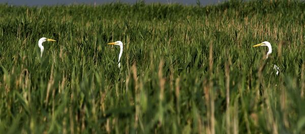 Swan Islands wildfowl nature reserve Swan Islands wildfowl nature reserve - اسپوتنیک افغانستان