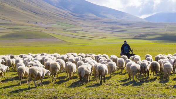 Пастух с овцами в Сибиллинских горах Италии - اسپوتنیک افغانستان  
