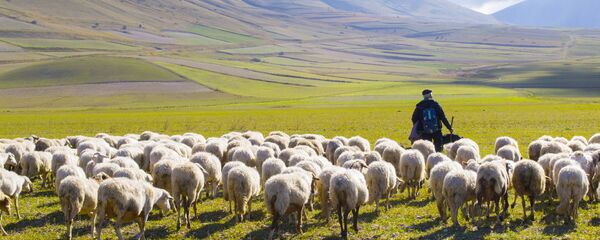 از هلمند تا استاکهلم؛ پناهجوی افغان در سویدن چوپانی میکند از هلمند تا استاکهلم؛ پناهجوی افغان در سویدن چوپانی میکند - اسپوتنیک افغانستان
