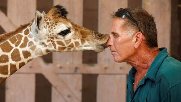 Жираф целует актера Гая Пирса во время сафари в Израиле - اسپوتنیک افغانستان  