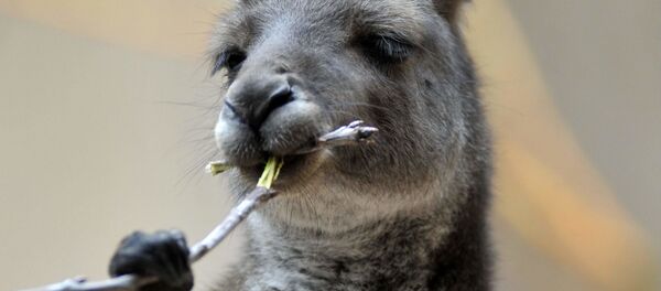 Кенгуру - اسپوتنیک افغانستان  