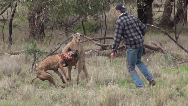 مرد استرالیایی سگ را از چنگ کانگورو نجات داد (ویدئو) - اسپوتنیک افغانستان  