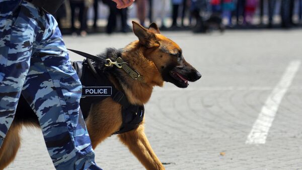 A service dog of the Interior Ministry's Sevastopol cynological center in Sevastopol - اسپوتنیک افغانستان  