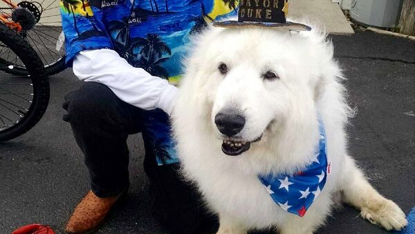 Dog Becomes Mayor - اسپوتنیک افغانستان  