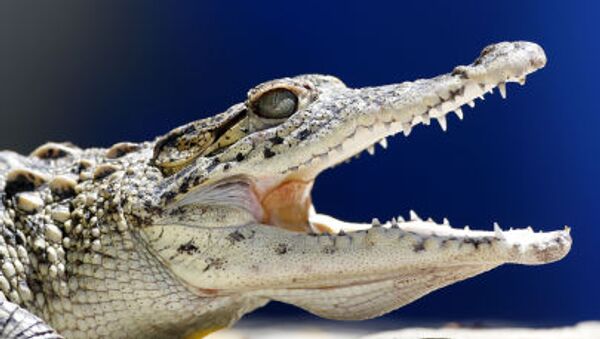 Молодой кубинский крокодил открываетпасть в Национальном зоопарке в Гаване - اسپوتنیک افغانستان  