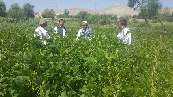 تولید بی‌سابقه سویا در افغانستان - اسپوتنیک افغانستان  
