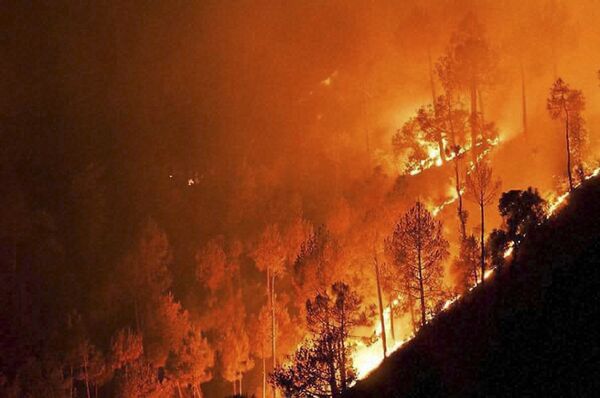 آتش سوزی جنگل، در ایالت اوتاراکند هندوستان. - اسپوتنیک افغانستان  