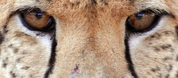 حیوانات جهان را چگونه میبینند؟ + ویدیو حیوانات جهان را چگونه میبینند؟ + ویدیو - اسپوتنیک افغانستان