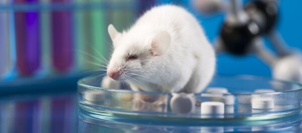 منع فروش مرگ موش در غور برای جلوگیری از خودکشی زنان و دختران - اسپوتنیک افغانستان  