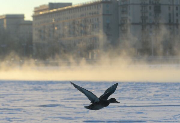 پرواز مرغابی بر روی آب های یخ زدهء رود خانه مسکو - اسپوتنیک افغانستان  