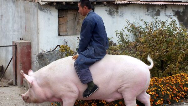 در چین یک خوک 750 کیلویی برنده رقابت‌ها شد (عکس، ویدیو) - اسپوتنیک افغانستان  