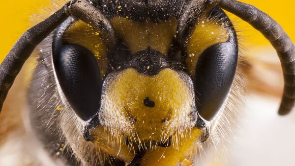 جان باختن زن برازیلی بر اثر گزیدن زنبورعسل - اسپوتنیک افغانستان  