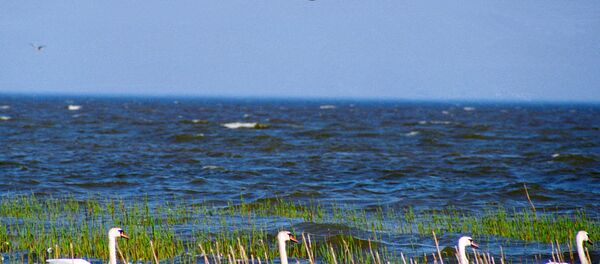 The inhabitants of the nature reserve Kursh Spit, Kaliningrad region The inhabitants of the nature reserve Kursh Spit, Kaliningrad region - اسپوتنیک افغانستان