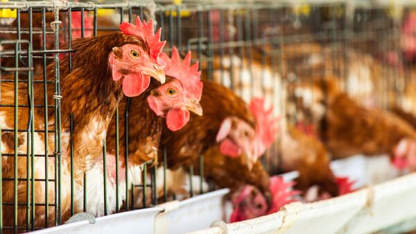 کشته شدن یک هزار مرغ در یک حادثه ترافیکی در چین
 - اسپوتنیک افغانستان  