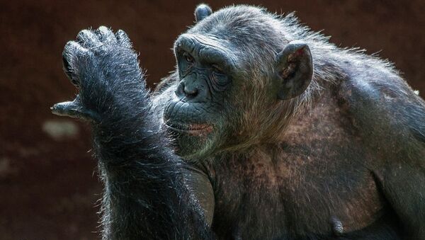 Common chimpanzee - اسپوتنیک افغانستان  