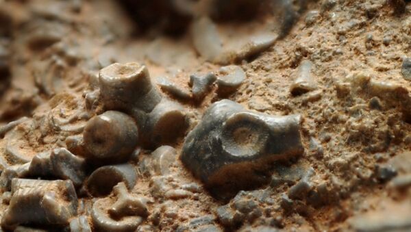 دانشمندان فسیل را کشف کردند که شباهت به اجداد انسان را دارد - اسپوتنیک افغانستان  