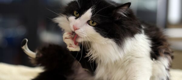 A picture shows Pooh the cat using his two bionic legs in Sofia's Central Vet Clinic, Bulgaria, January 31, 2017 A picture shows Pooh the cat using his two bionic legs in Sofia's Central Vet Clinic, Bulgaria, January 31, 2017 - اسپوتنیک افغانستان