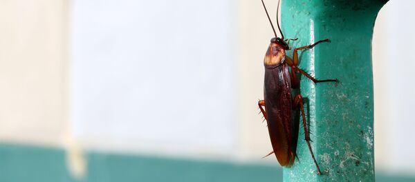 مادر کیک ها - اسپوتنیک افغانستان  