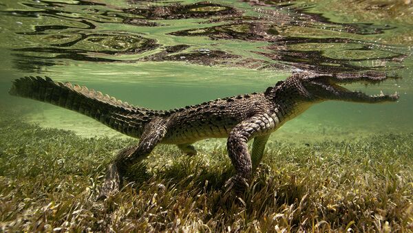 در چین اجساد تمساح متعلق به 2700 سال قبل را کشف کردند - اسپوتنیک افغانستان  