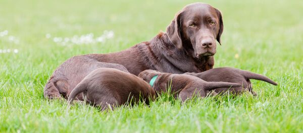 در انگلستان یک توله سگ سبز رنگ به دنیا آمد (عکس) - اسپوتنیک افغانستان  