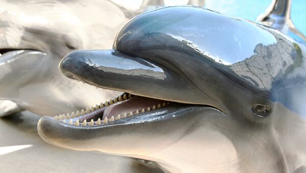 Дельфин улыбается в ожидании кормления - اسپوتنیک افغانستان  