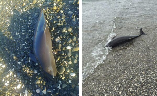 رسانه ها: در نیوزیلند در حدود 200 دلفین دیگر خود را به سواحل پریدند - اسپوتنیک افغانستان  