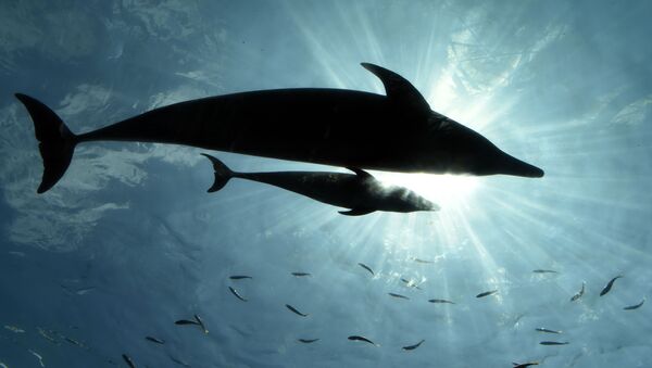 در ایتالیا دلفین مادر به خاطر نجات چوچه‌اش از ماهیگیران تشکر کرد. - اسپوتنیک افغانستان  