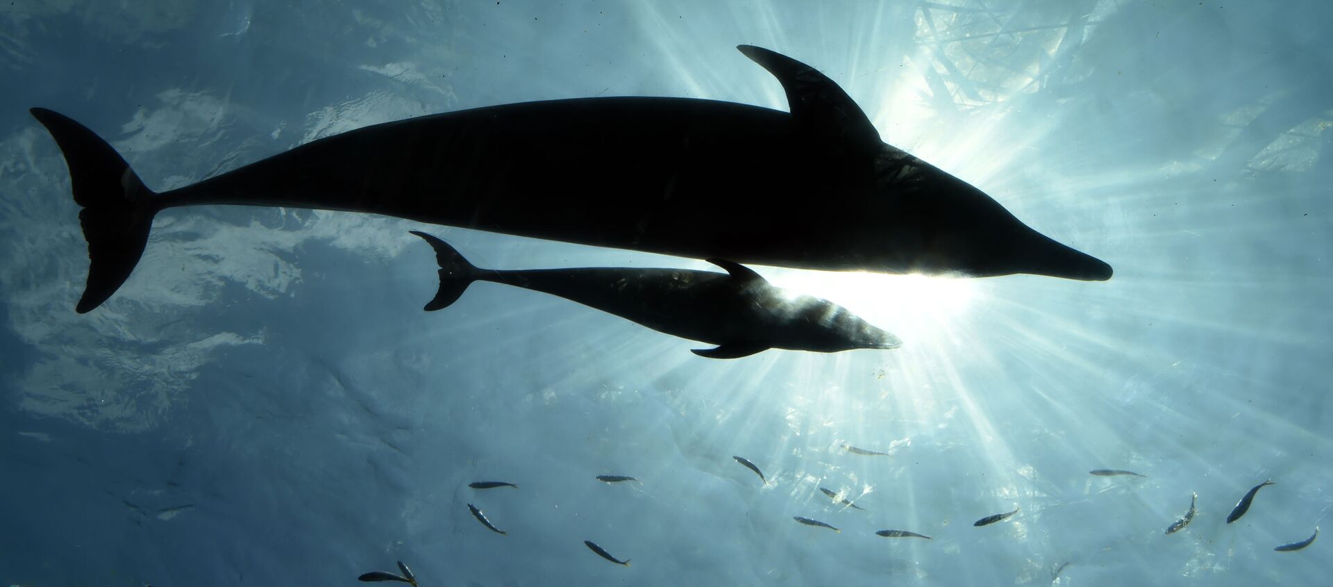 در ایتالیا دلفین مادر به خاطر نجات چوچه‌اش از ماهیگیران تشکر کرد. - اسپوتنیک افغانستان  , 1920, 09.09.2019