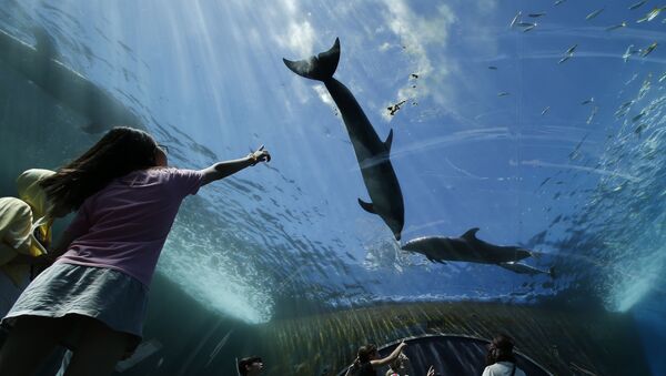 Дельфины в океанариуме Токио - اسپوتنیک افغانستان  