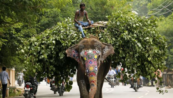 Слон на улице Индии - اسپوتنیک افغانستان  