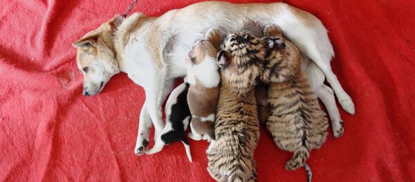 Собака кормит тигрят в Китае - اسپوتنیک افغانستان  