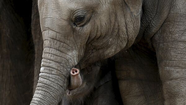 یک فیل در جاپان کارمند باغ وحش را کشت - اسپوتنیک افغانستان  