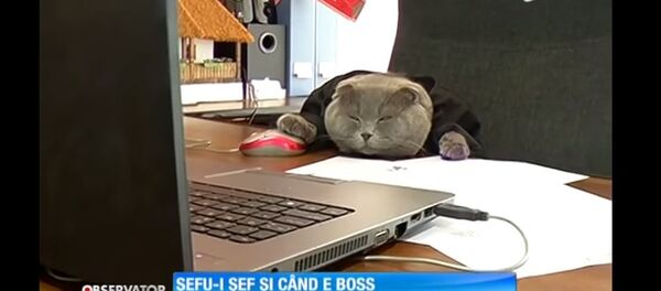 یک گربه مدیر شرکت تبلیغات در رومانی شد یک گربه مدیر شرکت تبلیغات در رومانی شد - اسپوتنیک افغانستان