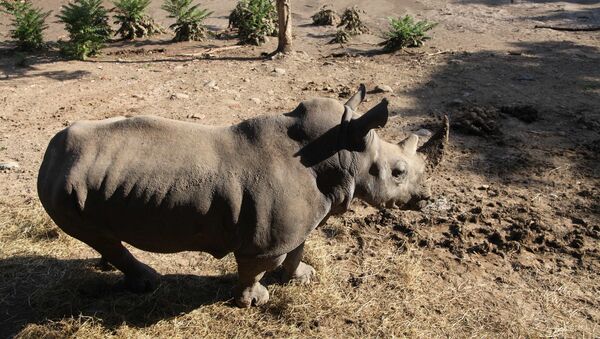 Носорог в затопленном зоопарке Тбилиси - اسپوتنیک افغانستان  
