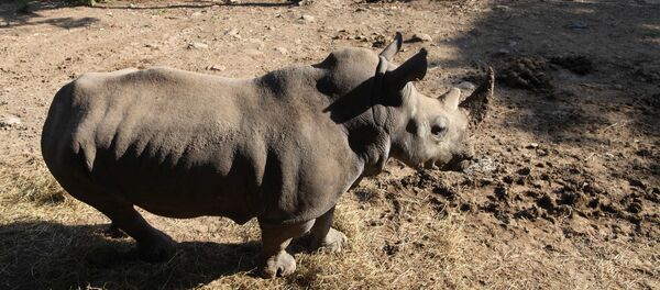 Носорог в затопленном зоопарке Тбилиси - اسپوتنیک افغانستان  