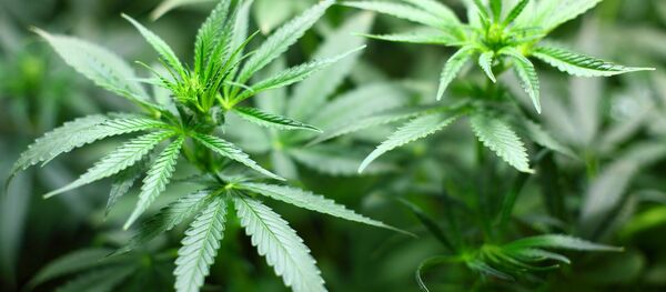 کانادا استفاده ماری جوانا را قانونی کرد کانادا استفاده ماری جوانا را قانونی کرد - اسپوتنیک افغانستان