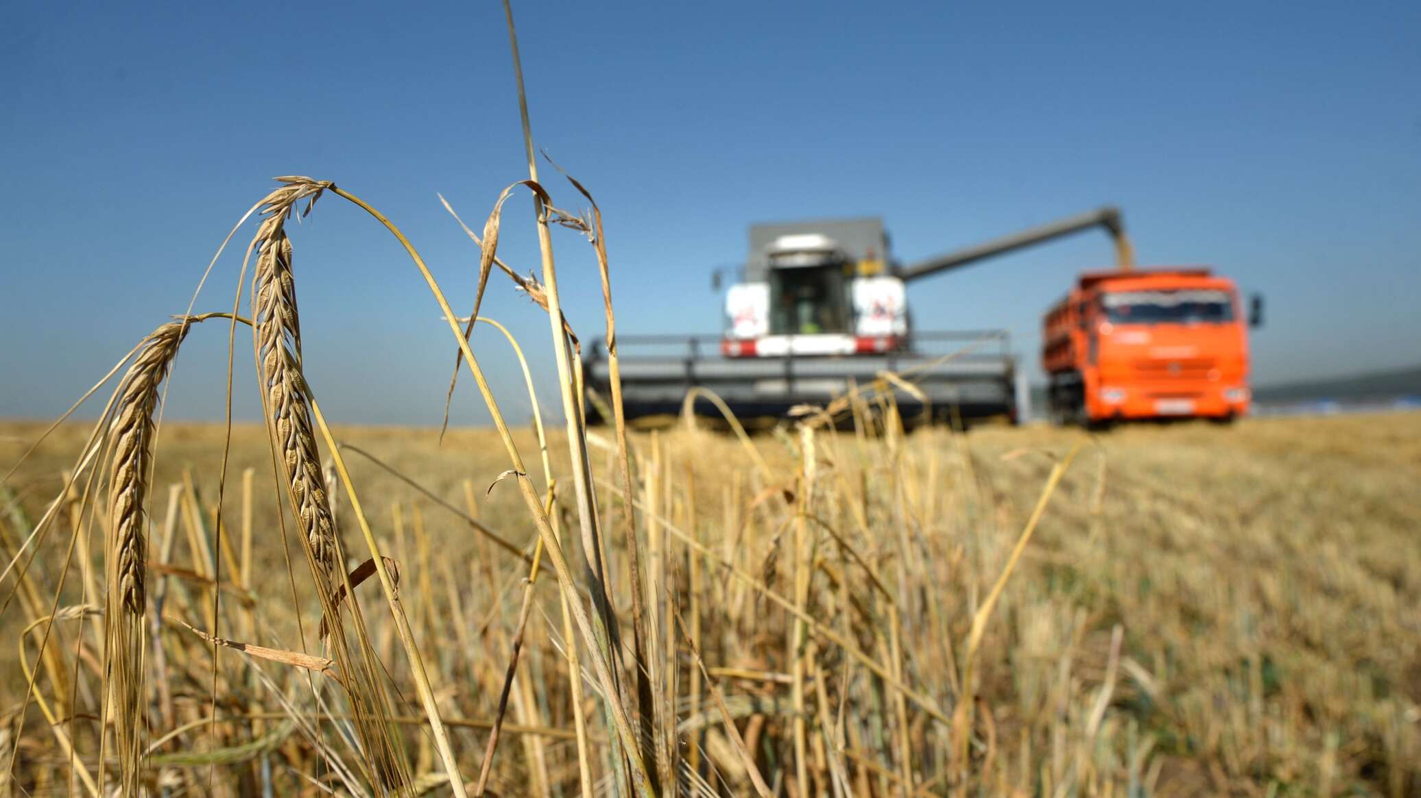 Agriculture trade. Экспорт сельское хозяйство. Агропромышленный комплекс США. Поставки пшеницы. Экспорт сельскохозяйственной продукции.